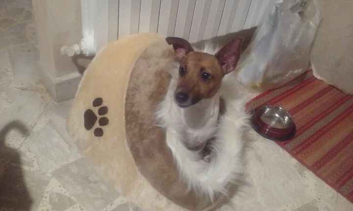 Animaletti pelosi. - 1