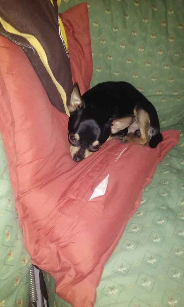 Animaletti pelosi. - 2