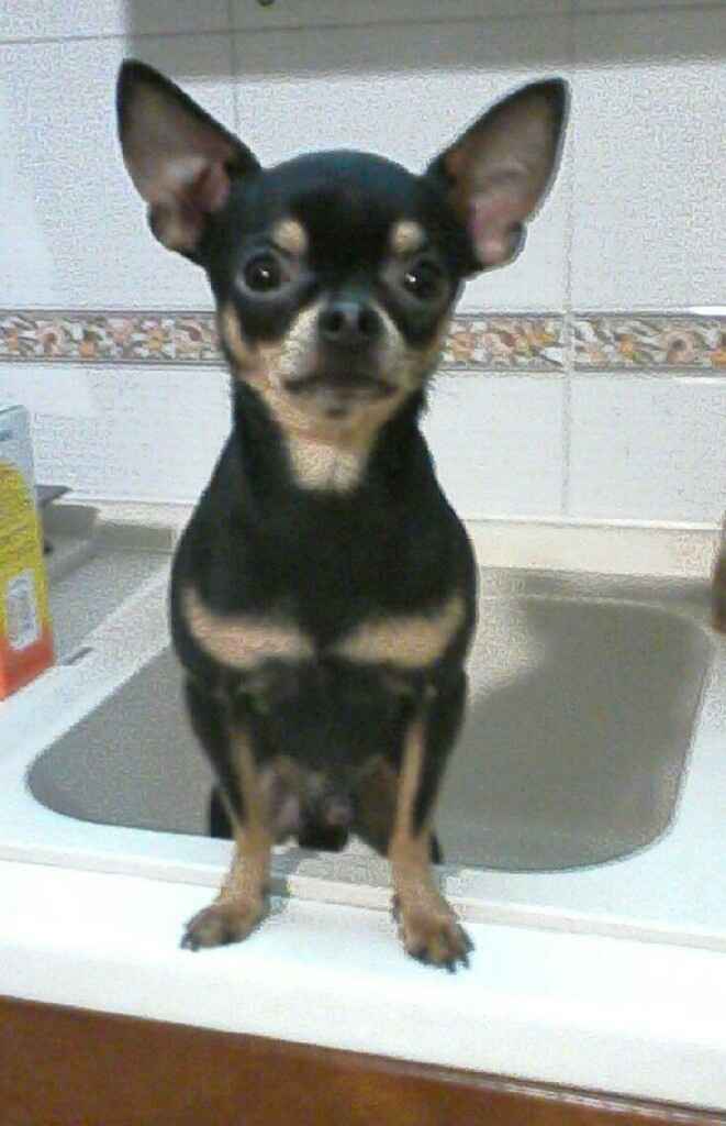 Vivere anche con un amico a quattro zampe... - 1