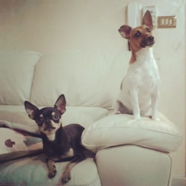 Amici pelosi *-* - 1