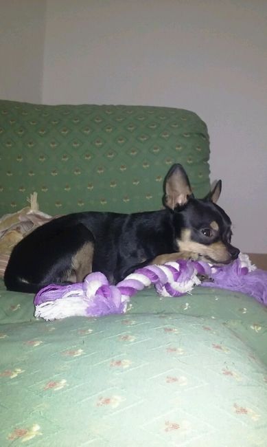 Animali domestici - 1