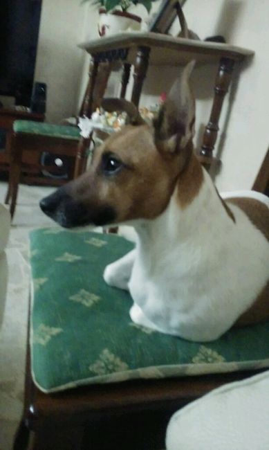 Animali domestici - 2