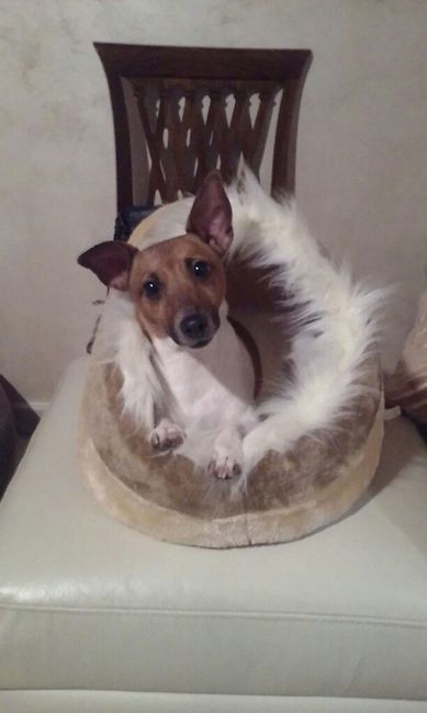 Pelosi e matrimonio - 2