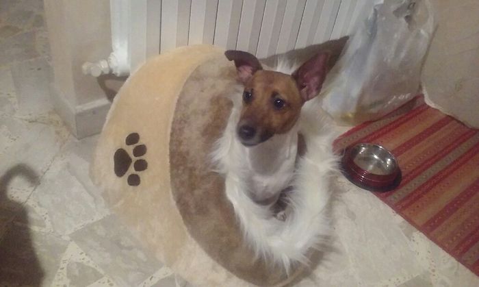 Animaletti pelosi. - 1