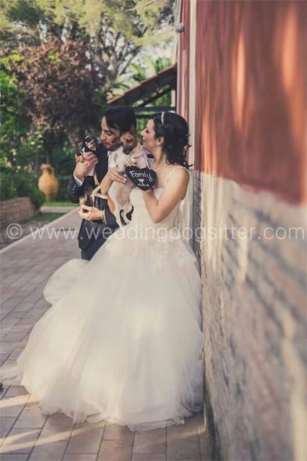 Dog sitter trentino - 1