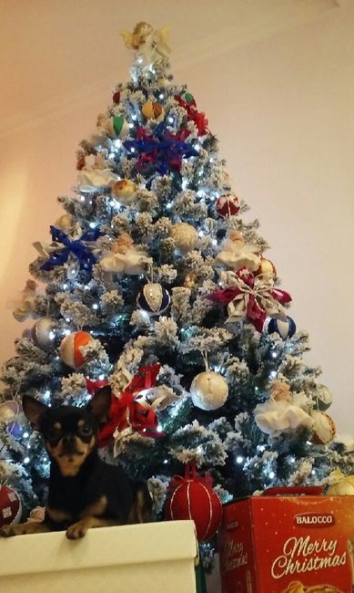 Il ns primo albero da mr. and mrs - 1