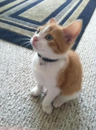 proposta di matrimonio originale