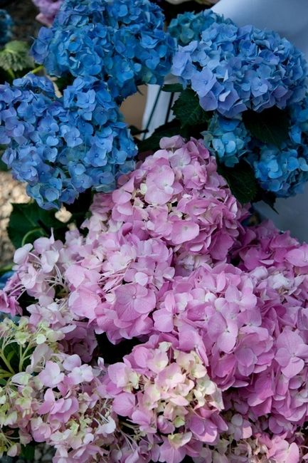 LE ORTENSIE UTILIZZATE PER I NOSTRI ADDOBBI