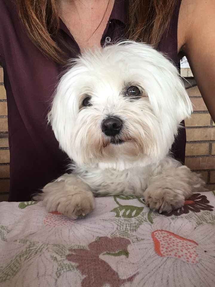 Lui è il mio piccolino!🐶 Parteciperà alle nostre nozze! E i vostri? - 1