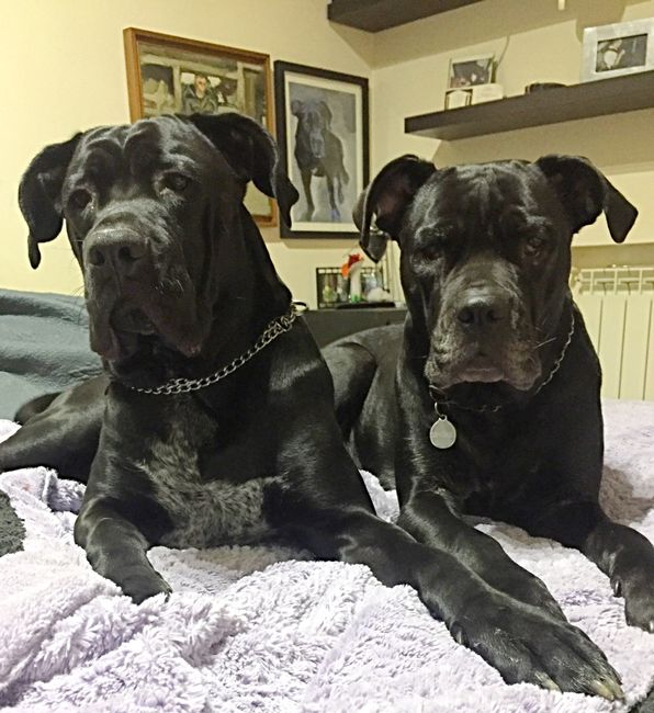  Vivere insieme ad...un animale domestico! - 1