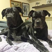  Vivere insieme ad...un animale domestico! - 1