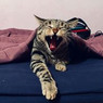 Melissa