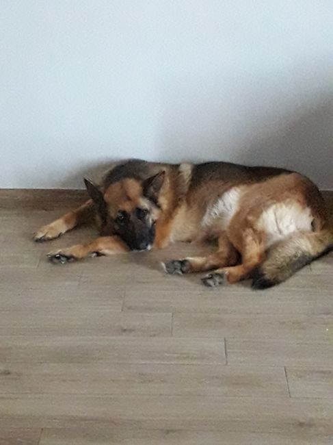 Foto con gli animali: valuta! - 1
