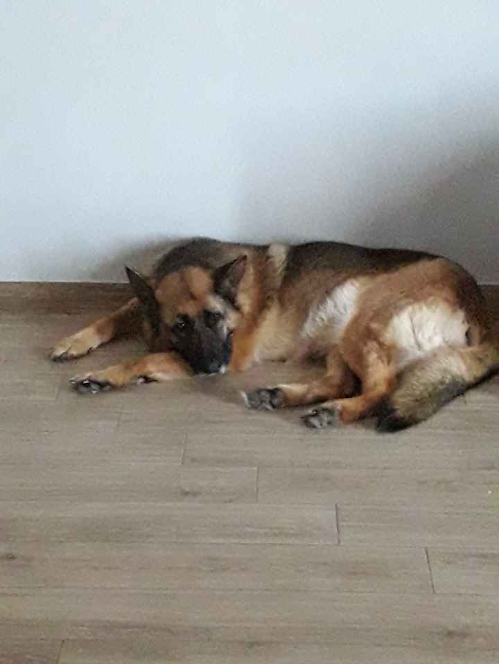 Foto con gli animali: valuta! - 1