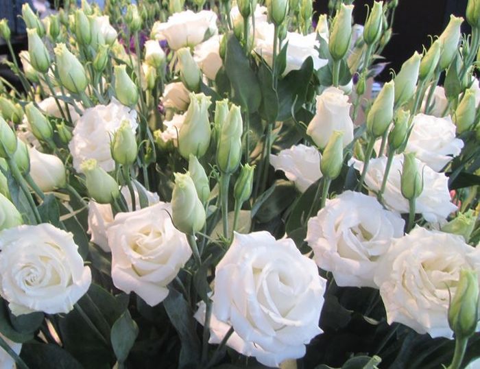 Bouquet  da sposa quale dei 3 1