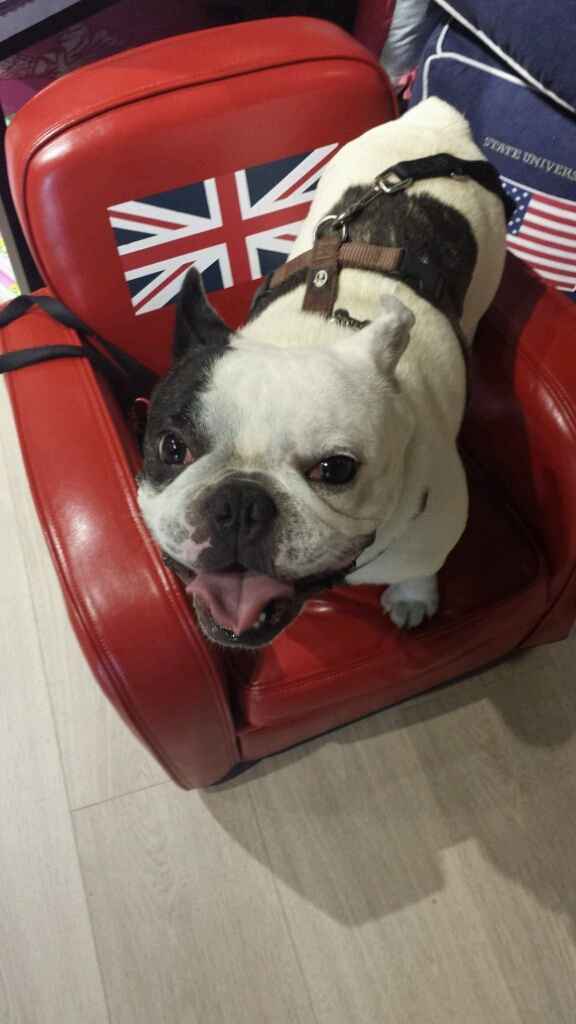 Le foto dei vostri animali - 1