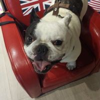 Le foto dei vostri animali - 1