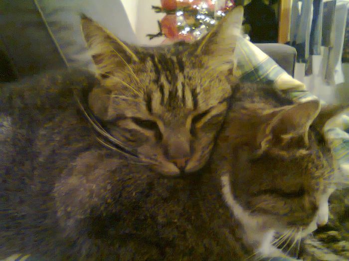 Too cute: i vostri amici animali - 1