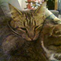 Too cute: i vostri amici animali - 1