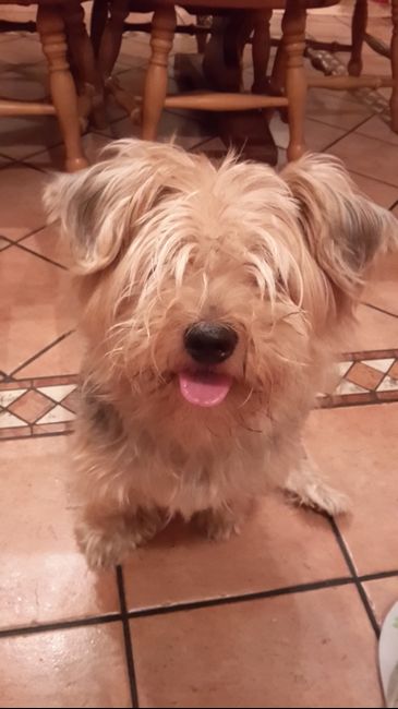 il mio amore peloso Niko