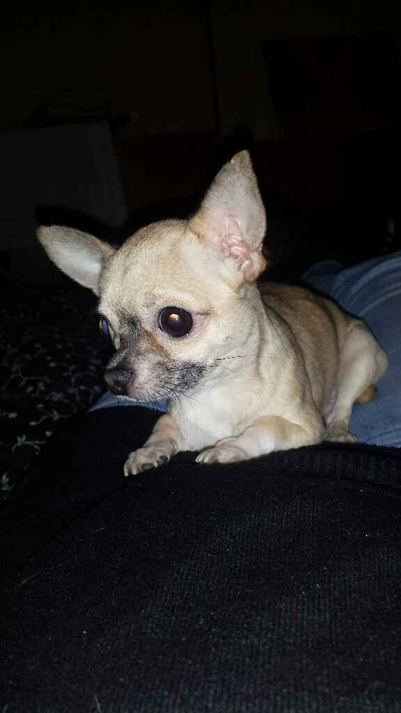 Componenti della famiglia pelosi. - 1