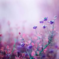 La primavera... come simbolo dell amore!