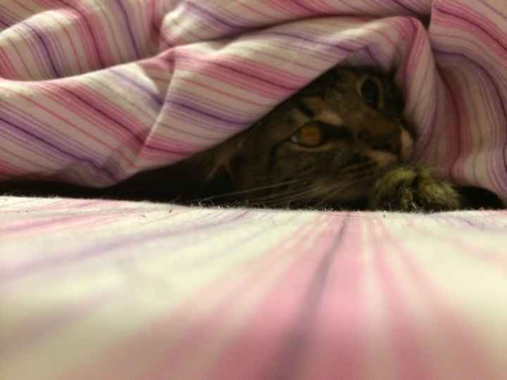 Le foto dei vostri animali - 1