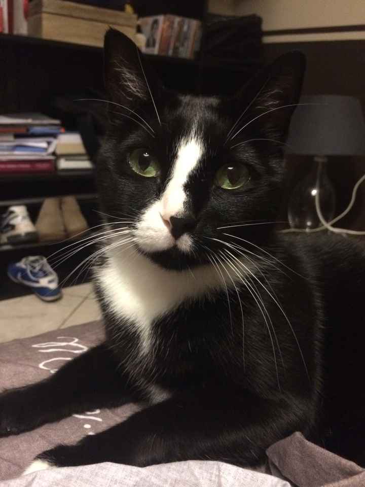 Le foto dei vostri animali - 3