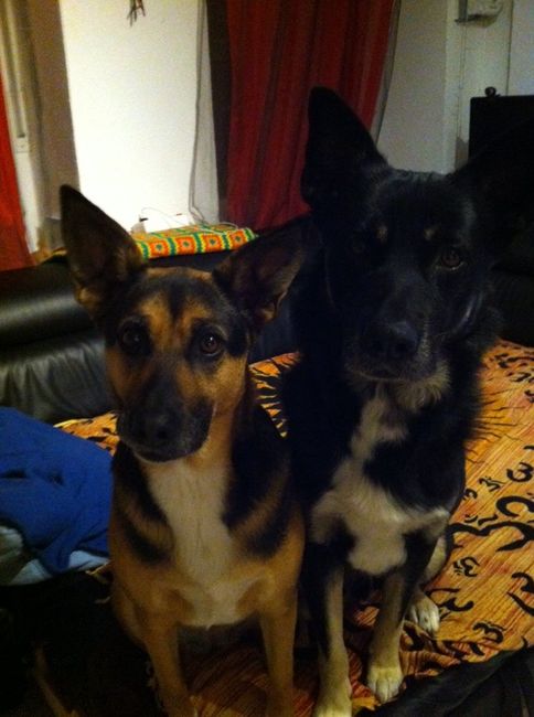 Consiglio razza cane!!!!!! - 1