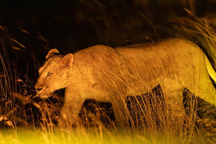 Viaggio di nozze: Kenya 1