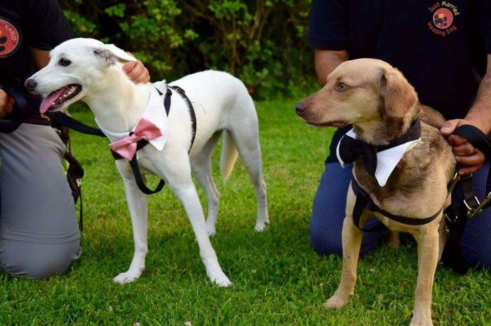 Finalmente sposi!! - 11