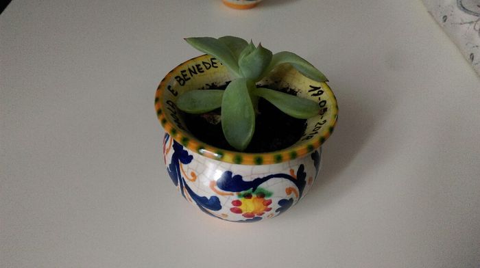 Guida per bonsai - 2