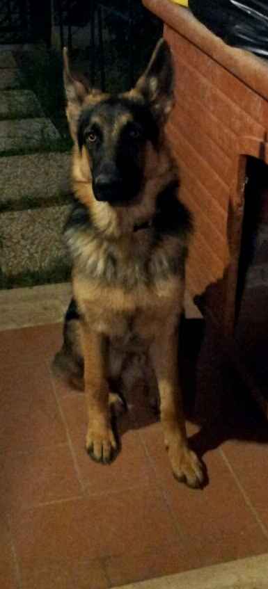 I nostri amici animali.. - 1