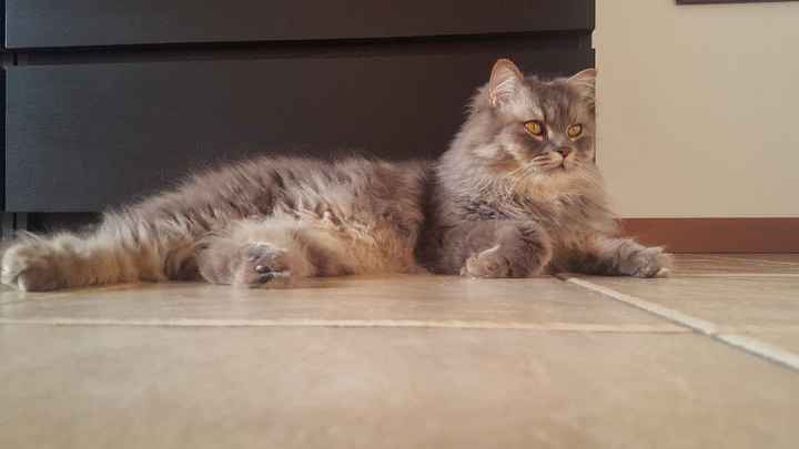  i nostri animali ♥️ - 2