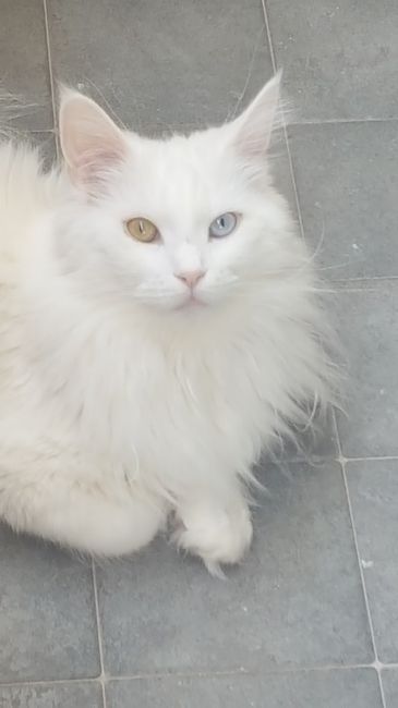  i nostri animali ♥️ - 1