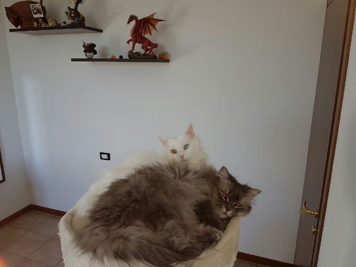  i nostri animali ♥️ - 3