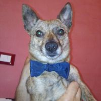 Cuccioli al matrimonio: vestiti a tema sì o no?  - 1