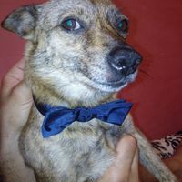 Cuccioli al matrimonio: vestiti a tema sì o no?  - 2