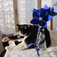 decorazione floreale