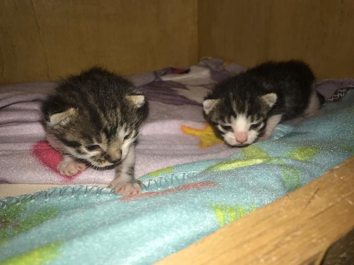 Collaboratori pelosi ❤️ - 1