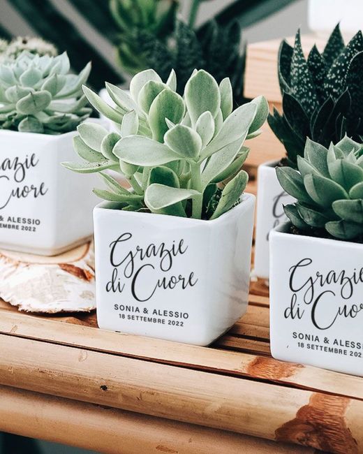 Alberelli di ulivo! 1