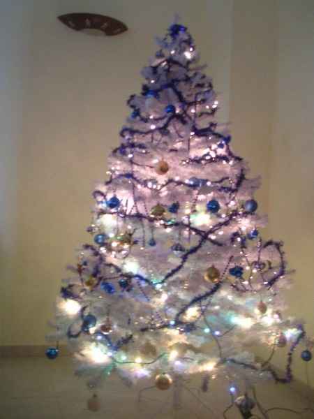 ALBERO 1 