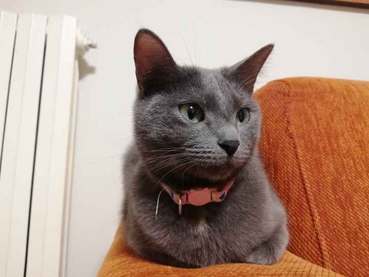 Qual è il tuo animale guida? - 1