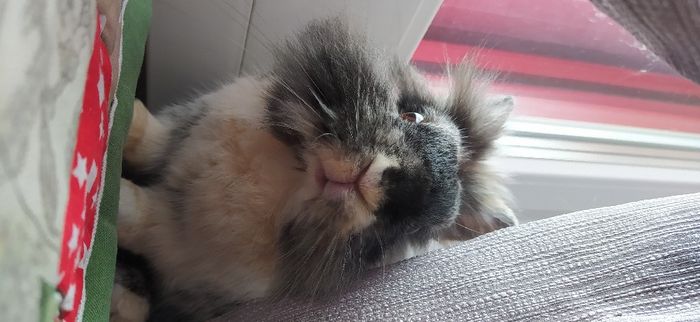 Foto con amici pelosetti 🐾 quante di voi? 4