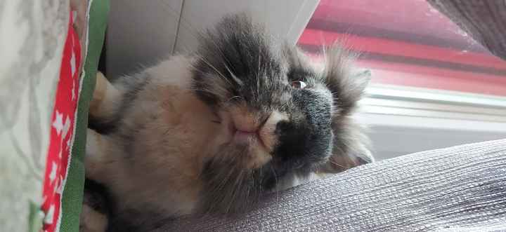 Foto con amici pelosetti 🐾 quante di voi? - 1