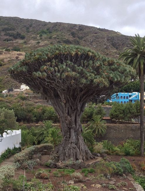  Tenerife😀😀 - 2