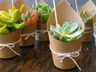 Verde (piantine grasse)