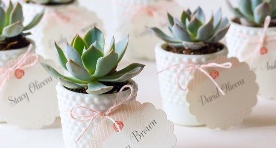 Verde (piantine grasse)