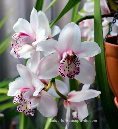 Cymbidium