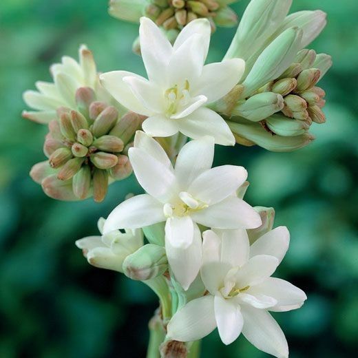 Tuberosa